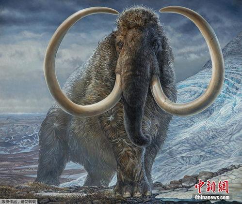 猛犸象,揭秘猛犸象的传奇与灭绝之谜